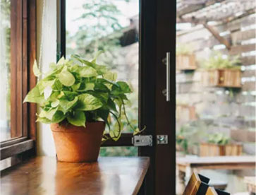 Grow Light für Zimmerpflanzen
