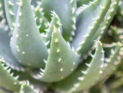 Cactus Grow Light
