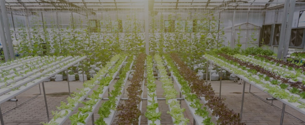 Können Sie Grow Lights an 24 Stunden pro Tag für Gemüse lassen