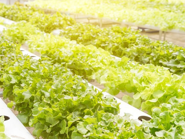 Beste Grow Lights für Salat