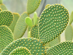 Kaktus wachsendes Licht