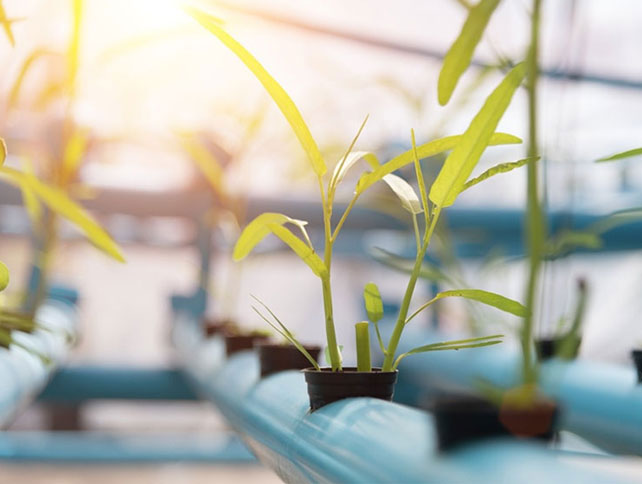 Helfen UV-Lichter Pflanzen zu wachsen